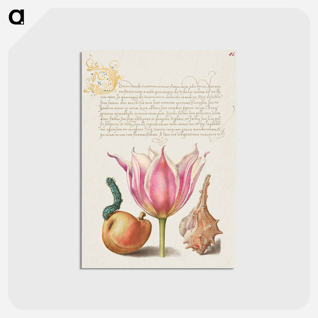 アートポストカード-Caterpillar, Pear, Tulip, and Purple Snail
 - 書道のお手本 Postcard.