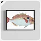 1-25_The-Natural-History-of-British-Fishes_blk-crop