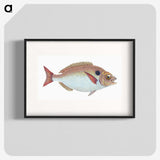 1-25_The-Natural-History-of-British-Fishes_blk