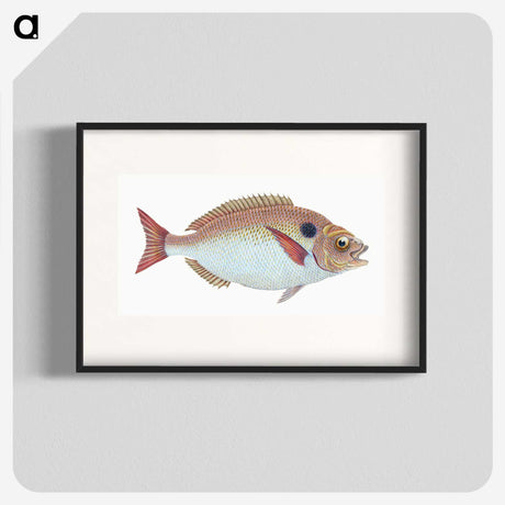 1-25_The-Natural-History-of-British-Fishes_blk
