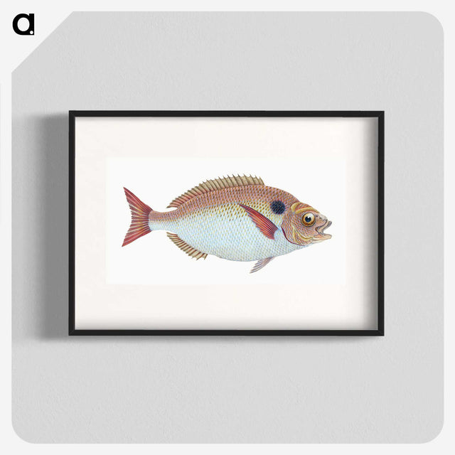 1-25_The-Natural-History-of-British-Fishes_blk