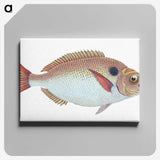 1-25_The-Natural-History-of-British-Fishes_canvas