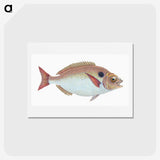 1-25_The-Natural-History-of-British-Fishes_hagaki