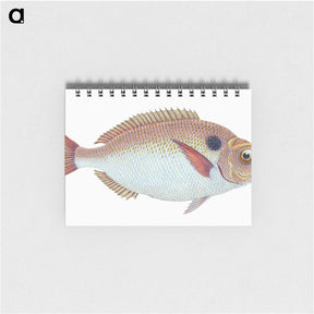 1-25_The-Natural-History-of-British-Fishes_memo