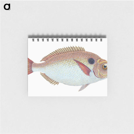 1-25_The-Natural-History-of-British-Fishes_memo