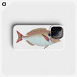 1-25_The-Natural-History-of-British-Fishes_phone