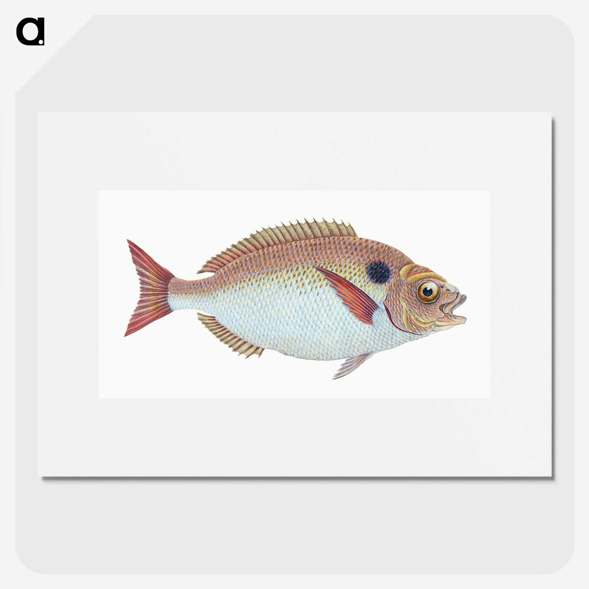 1-25_The-Natural-History-of-British-Fishes_picture