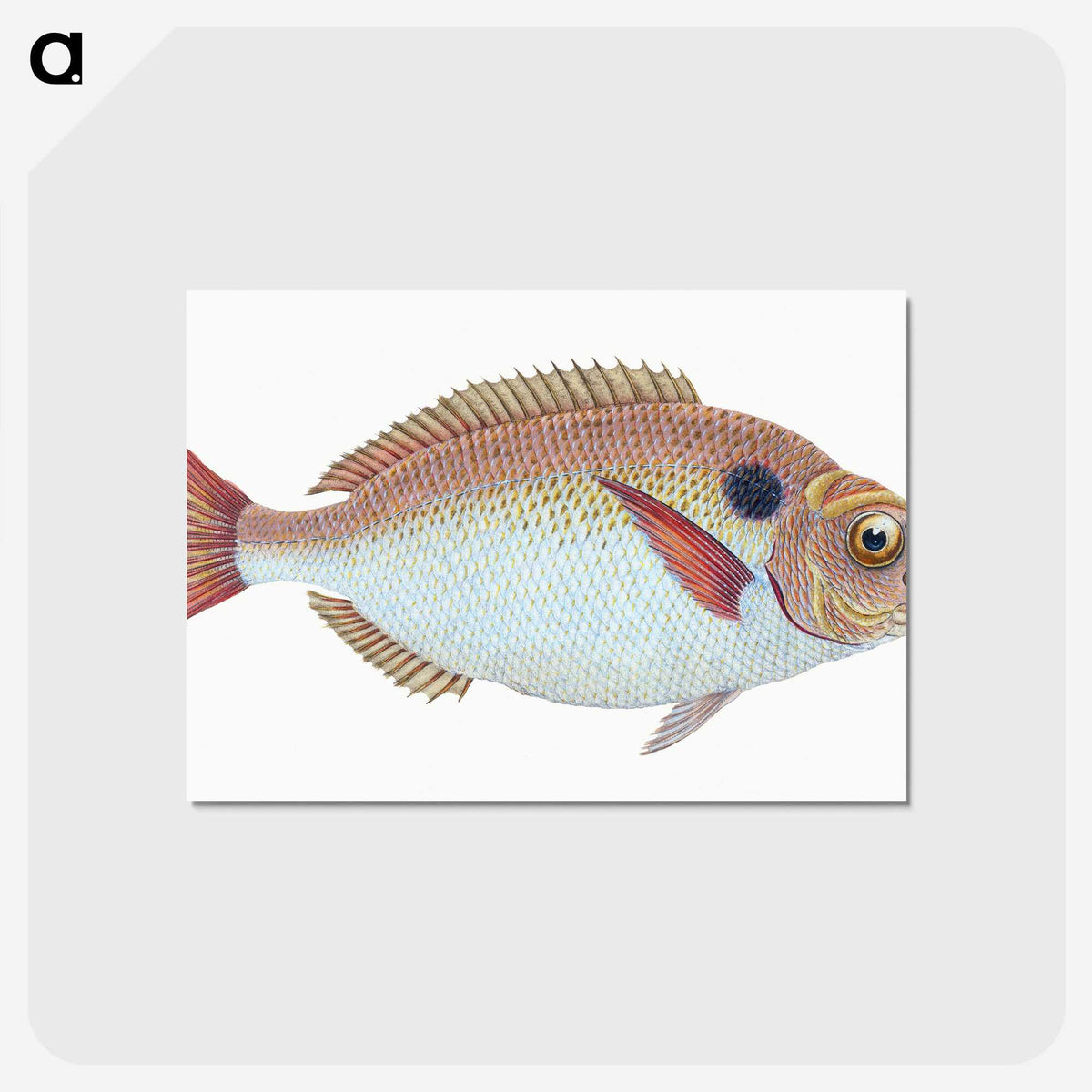 1-25_The-Natural-History-of-British-Fishes_postcard