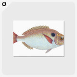 1-25_The-Natural-History-of-British-Fishes_postcard