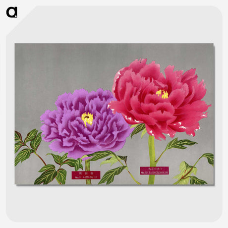 1-25_The-Picture-Book-of-Peonies_picture-crop