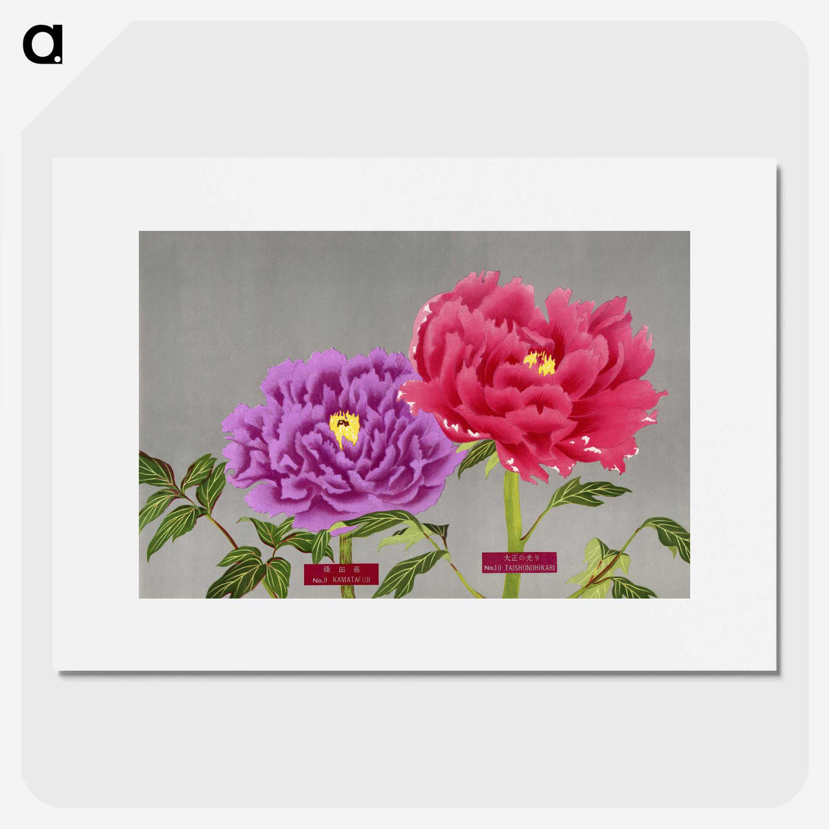1-25_The-Picture-Book-of-Peonies_picture
