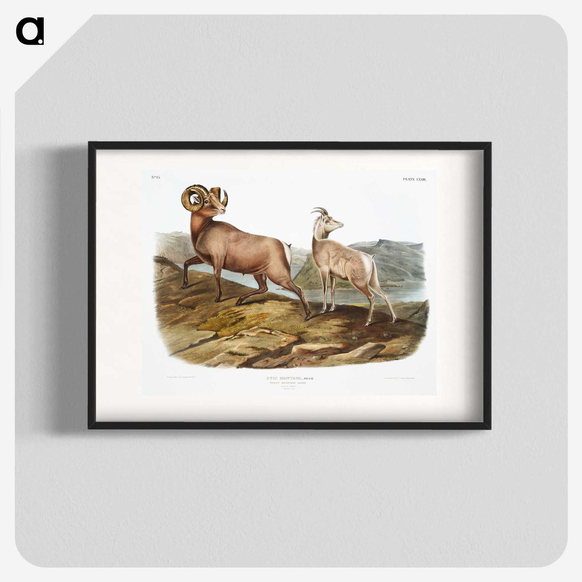 1-25_The-Viviparous-Quadrupeds_blk