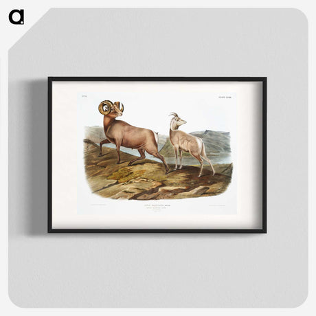 1-25_The-Viviparous-Quadrupeds_blk
