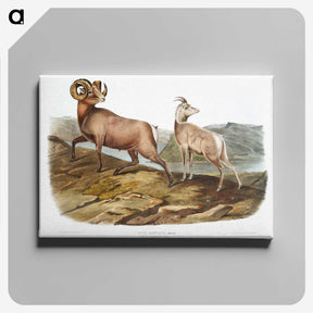 1-25_The-Viviparous-Quadrupeds_canvas