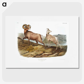 1-25_The-Viviparous-Quadrupeds_picture