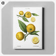 1-25_Treatise-on-Trees-and-Shrubs_canvas