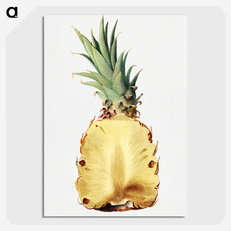 1-25_USDA-Watercolor-Fruit-Painting-Collection_picture-crop