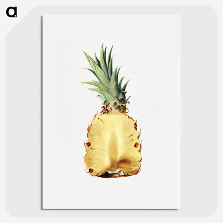 1-25_USDA-Watercolor-Fruit-Painting-Collection_picture