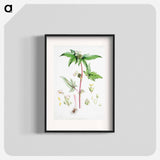 Begonia Gemmipara - ウォルター フッド フィッチ Poster.