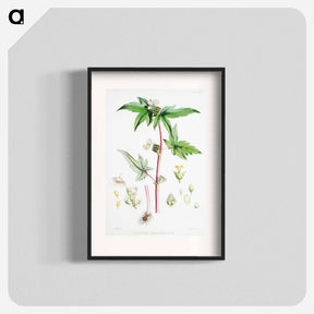 アートポスター-Begonia Gemmipara - ウォルター フッド フィッチ Poster.