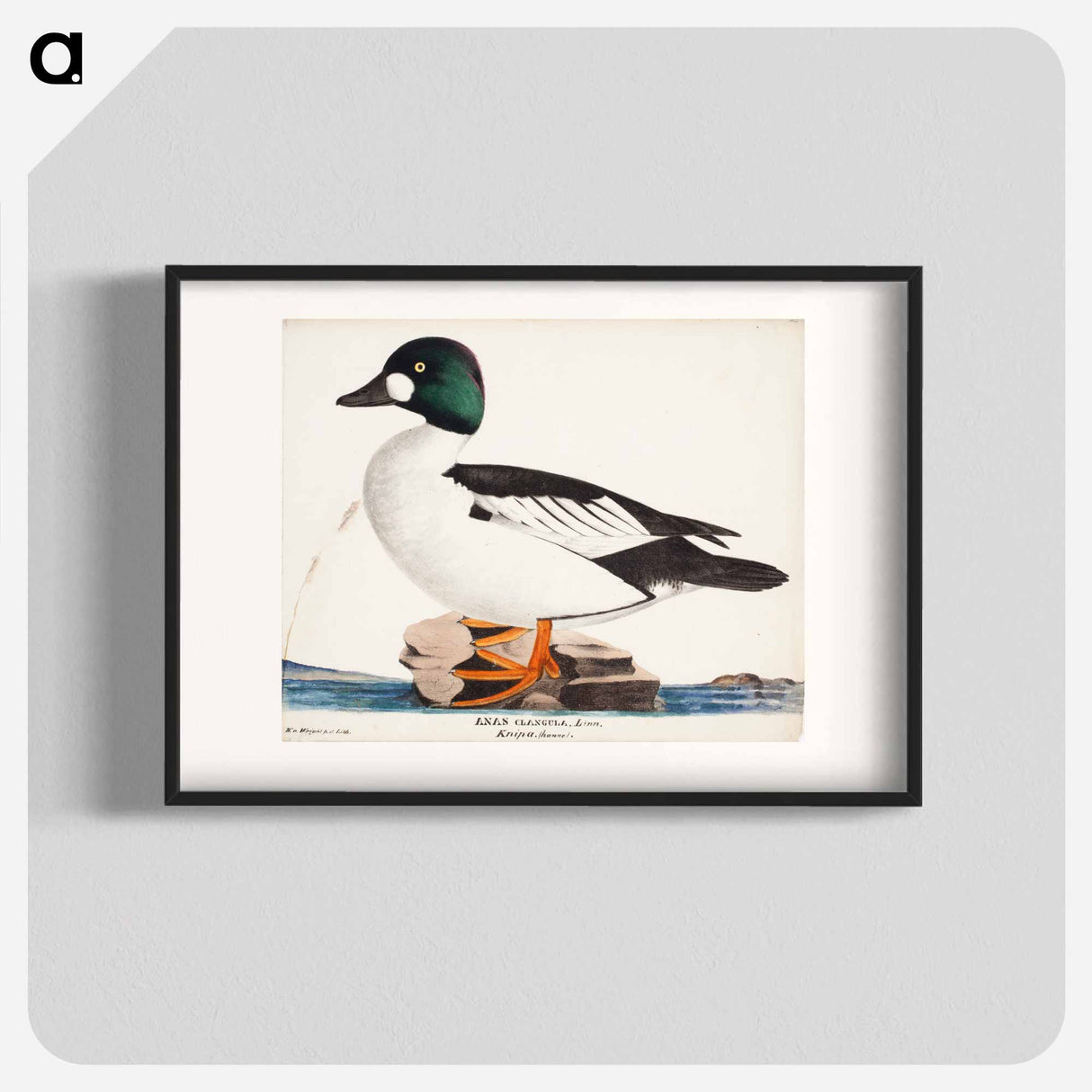 Male common goldeneye - ヴィルヘルム フォン ライト Poster.
