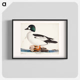 Male common goldeneye - ヴィルヘルム フォン ライト Poster.