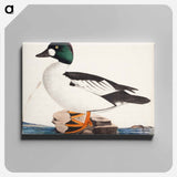 Male common goldeneye - ヴィルヘルム フォン ライト Canvas.