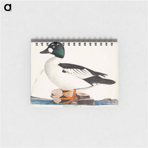 アートメモ帳-Male common goldeneye - ヴィルヘルム フォン ライト Memo.
