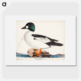 Male common goldeneye - ヴィルヘルム フォン ライト Poster.