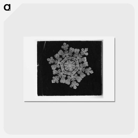 アートポストカード-Wilson Bentley Photomicrograph of Dendrite Star Snowflake No. 591 - ウィルソン ベントレー Postcard.