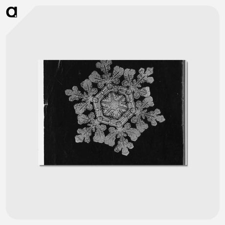 アートポストカード-Wilson Bentley Photomicrograph of Dendrite Star Snowflake No. 591 - ウィルソン ベントレー Postcard.