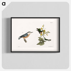 アートポスター-The Red-throated Hummingbird, male and female (Trochilus colubris) 88. The Red-bellied Nuthatch (Sitta canadensis) illustration from Zoology of New York by . Original from The New York - ニューヨークの動物学 Poster.