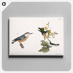 アートパネル-The Red-throated Hummingbird, male and female (Trochilus colubris) 88. The Red-bellied Nuthatch (Sitta canadensis) illustration from Zoology of New York by . Original from The New York - ニューヨークの動物学 Canvas.
