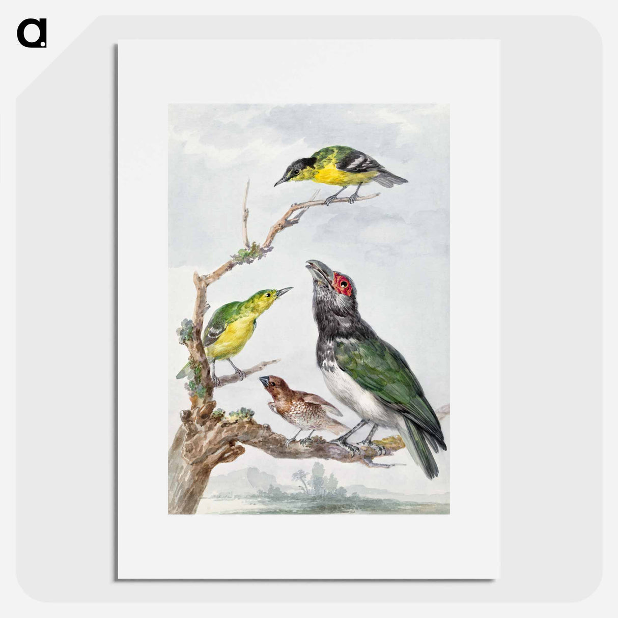 Four Different Birds on a Branch - アールト シューマン Poster.