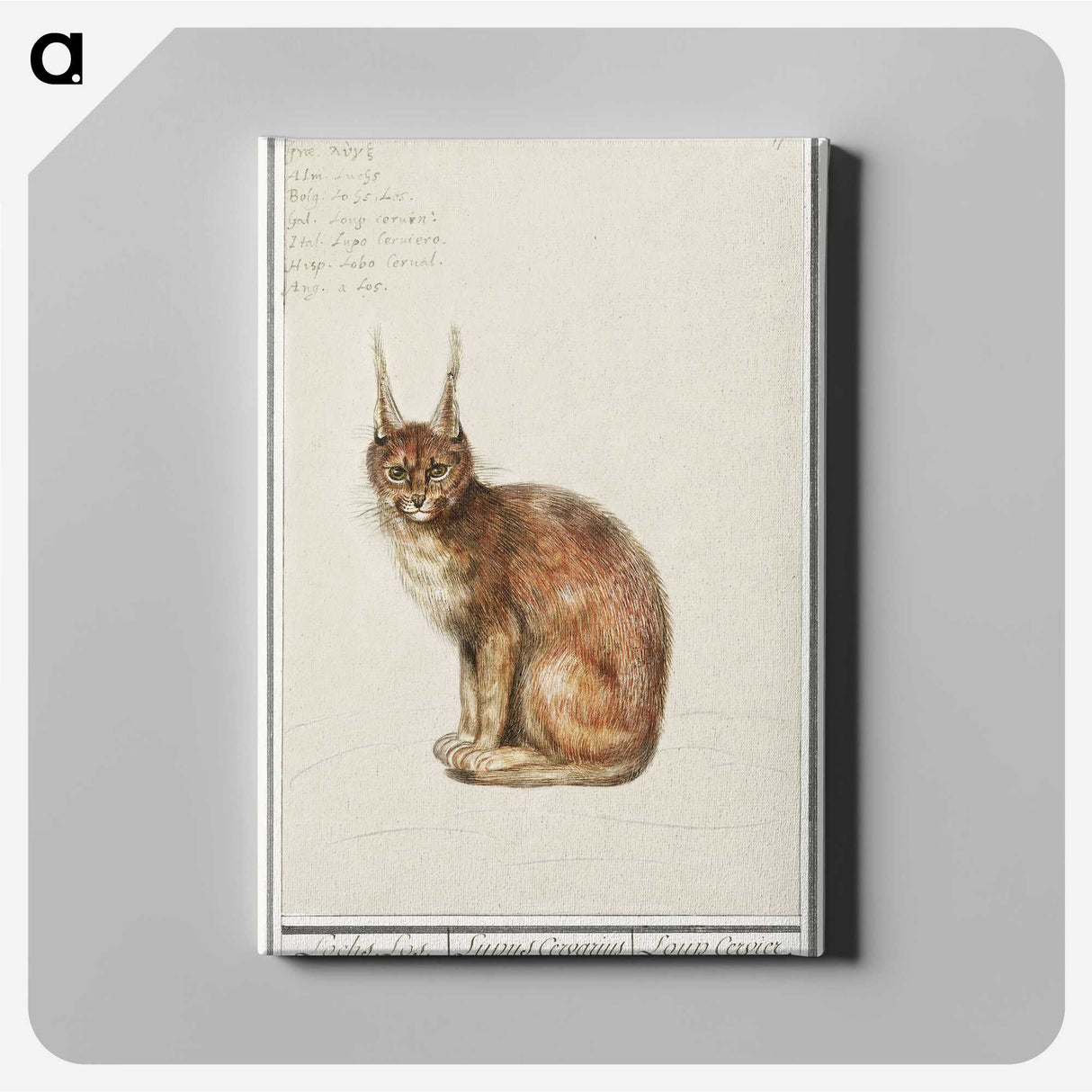 1-26_Anselmus-Boetius-de-Boodt_canvas