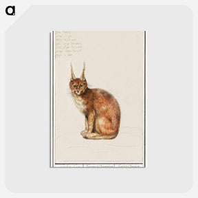 アートポストカード-Lynx - アンセルムス ボエティウス デ ブート Postcard.