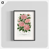 1-26_Botanical-Specimen-Plates_blk