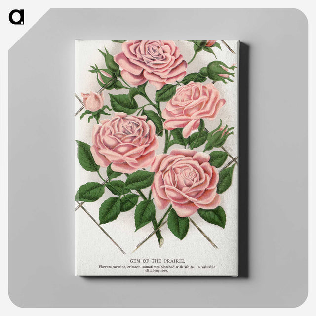 1-26_Botanical-Specimen-Plates_canvas