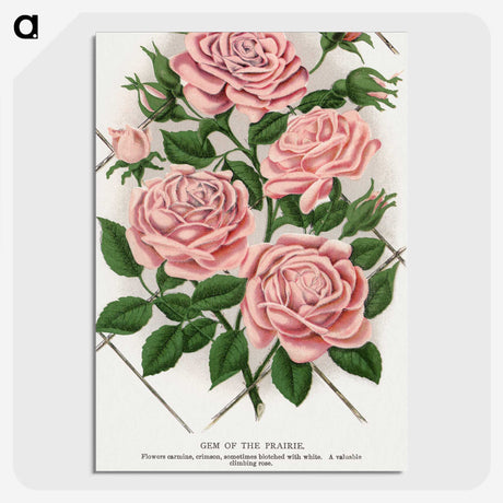 1-26_Botanical-Specimen-Plates_picture-crop