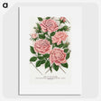 1-26_Botanical-Specimen-Plates_picture