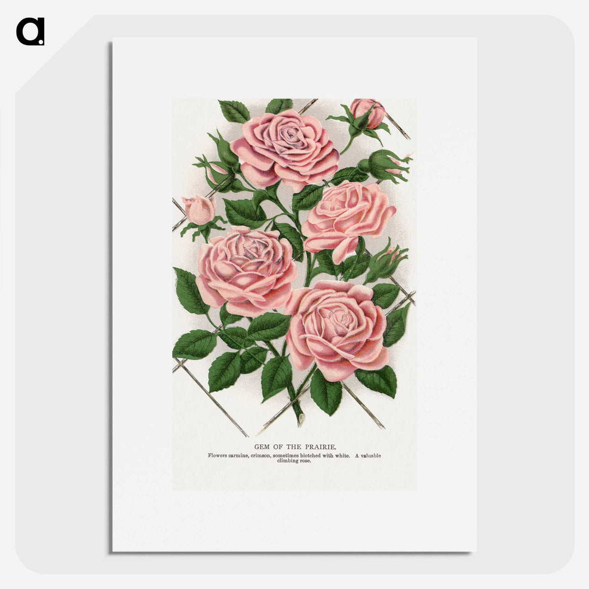 1-26_Botanical-Specimen-Plates_picture