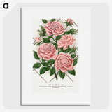 1-26_Botanical-Specimen-Plates_picture