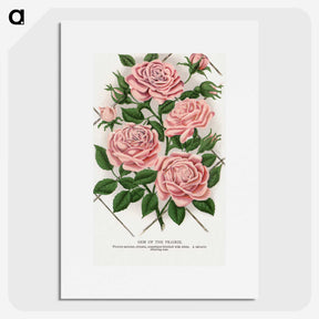 1-26_Botanical-Specimen-Plates_picture