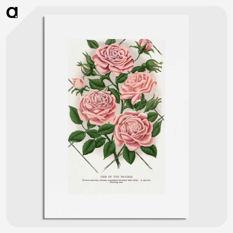 1-26_Botanical-Specimen-Plates_picture