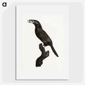 1-26_Des-Oiseaux-de-Paradis_picture