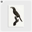 1-26_Des-Oiseaux-de-Paradis_postcard