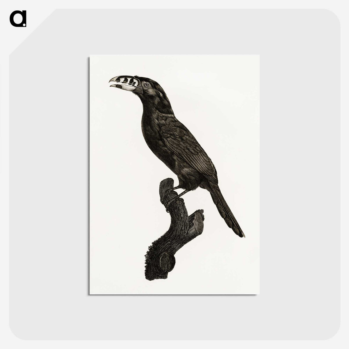 1-26_Des-Oiseaux-de-Paradis_postcard