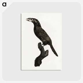 1-26_Des-Oiseaux-de-Paradis_postcard