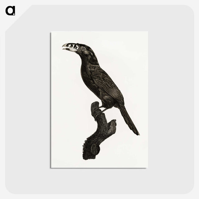 1-26_Des-Oiseaux-de-Paradis_postcard