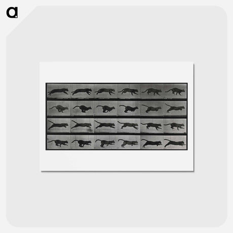 アートポストカード-Running Cat
 - エドワード マイブリッジ Postcard.